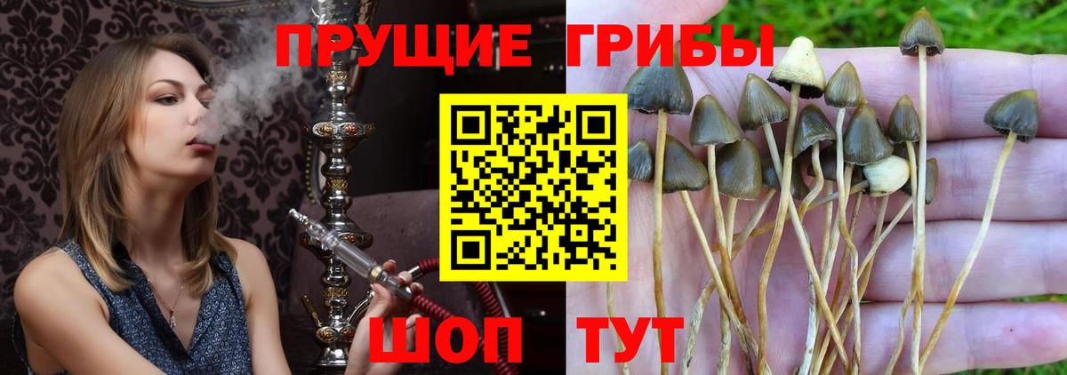Псилоцибиновые грибы Psilocybe Чайковский